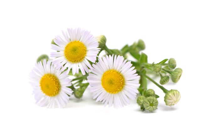 rand Brand Fungeent rand conține extract de mușețel